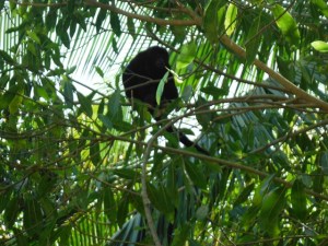 Howler monkey outside our hotel